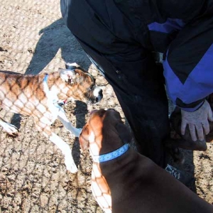 Weaving around Grandpa's legs