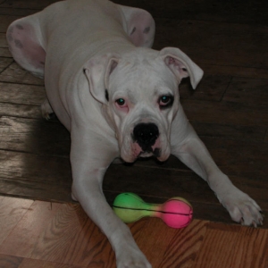 Zander and his new toy