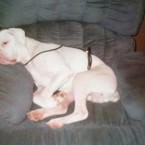 I hate this harness!!