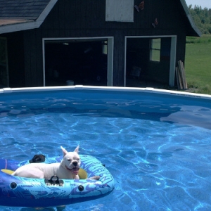 Just another day in the Pool!