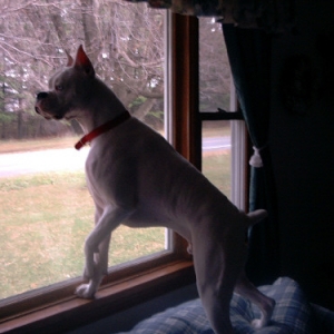 Dont Worry Mommy and Daddy I Will Stand Guard At The Window!