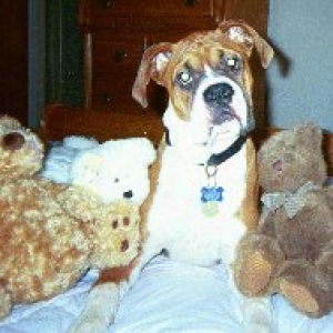 What's with the bears mom?