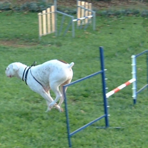 Third time at agility class