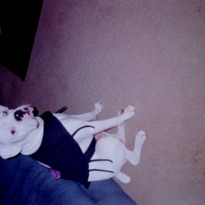 Buddy & his Halloween costume