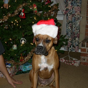 Annie in her Santa hat
