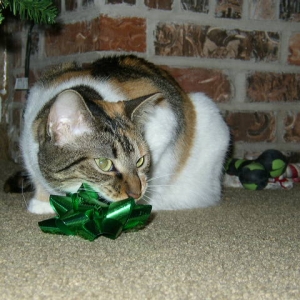 This is why I can't have BOWS on my presents!