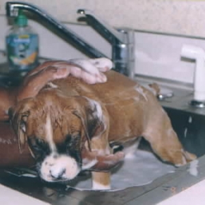 Samson's First Bath