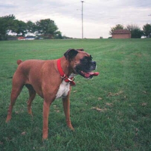Blaze at about 8yrs