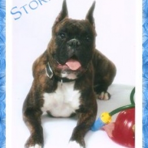 Storm - Our Bootiful Girl
