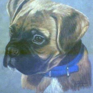 A pastel from a photo of Rocky