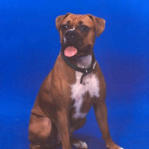Apollo's Professional Pic