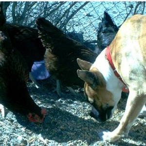 Chick Party!