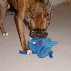 Playing with my octopus