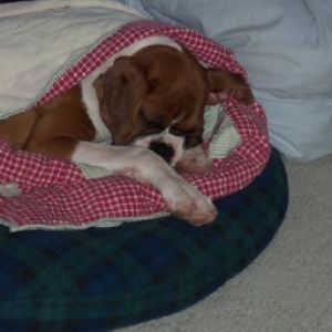 Puppy In A Blanket