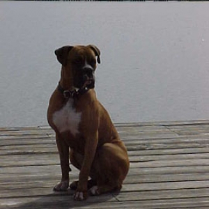 Brutus on the pier