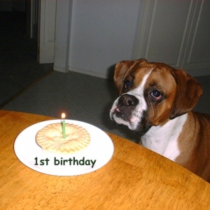 Ozzy's 1st birthday!