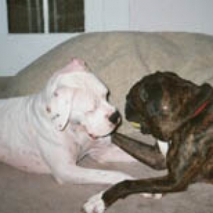 Buddies