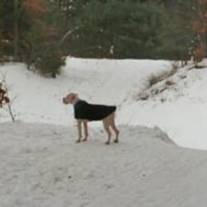 Finn in the snow