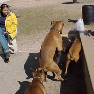 Boxerman Pinscher?