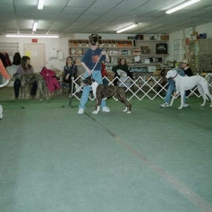 Cadey in Conformation class at kennel club
