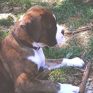 Henri 9 weeks