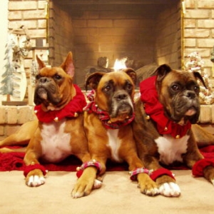 Christmas Boxers
