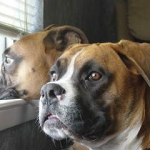 At the window