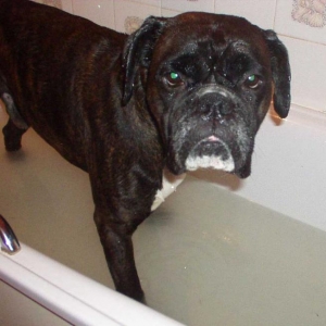 Soapy Boxer