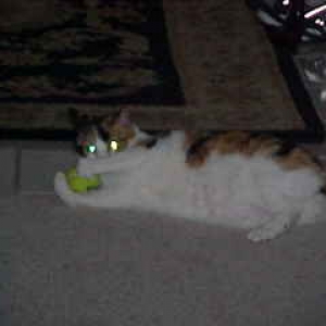 Who knew cats liked tennis balls too?