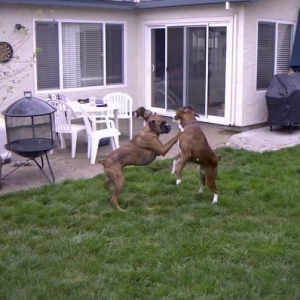 Showdown