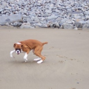 Psycho Beach Dog