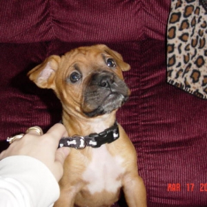 Harlie @ 6 weeks (2)