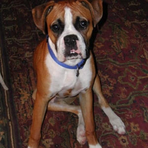 Beau 7 months
