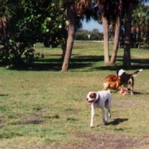 boxers having a chasing good time