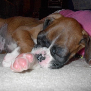 Tyson fast asleep