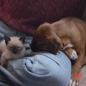 cassius and my kitten tess