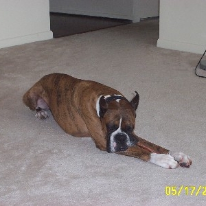 Geoffrey tasting a bully-stick