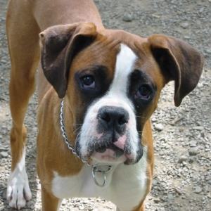 First photo op - new grand pup Brutus