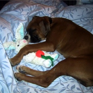 sleeping beauty
