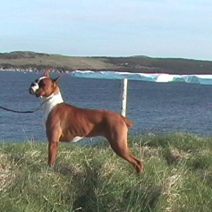Boxer by the Bay