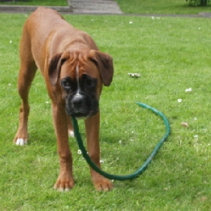 Star playing with garden hose