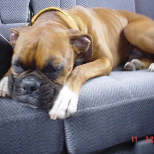 It was a good day at the dog park!