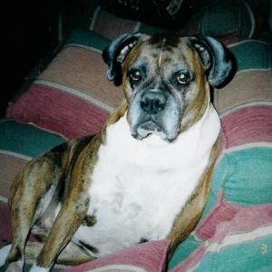 Lacey