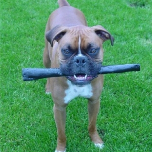 Bully Face