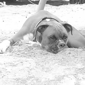 Lou chillin' at the beach.