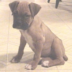 Rocky's first day home