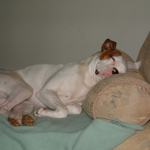 Ollie Sleeping