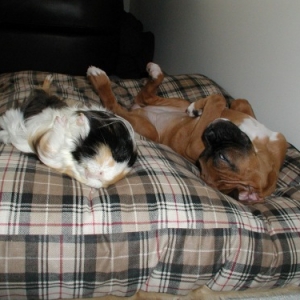 Piggy's Impression of Xena