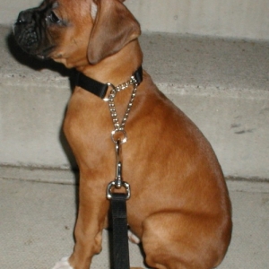 Xena's Very First Sit/Stay