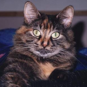 Callie